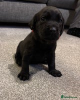 Labrador Retriever dogs Kc black Labrador puppies - Advert 7