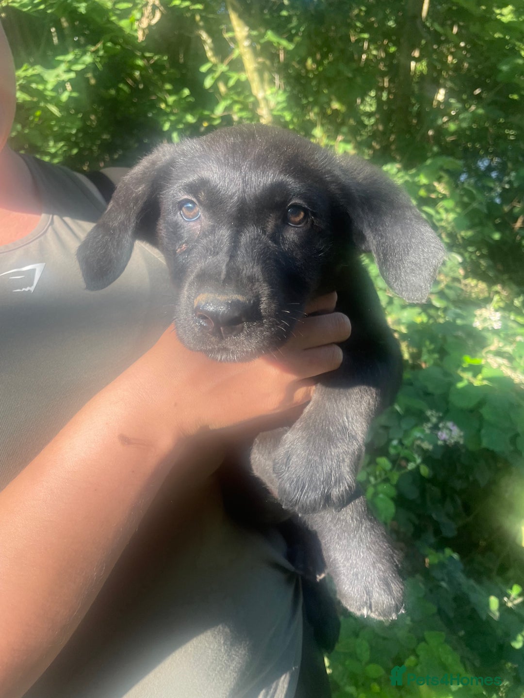Mixed Breed dogs for sale: 3 loving puppies  - Image 5