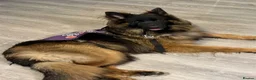 German Shepherd dogs for stud: Long Haired Black & Tan GSD Stud  - Advert 3