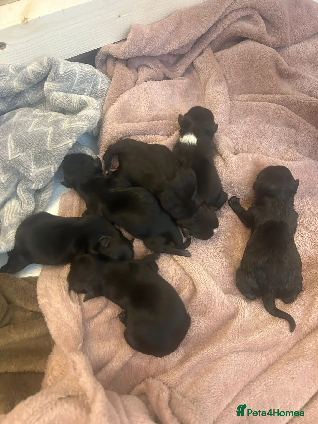 Mixed Breed dogs for sale: Chi Apso (2 girls, 1 boy remaining) - Advert 1