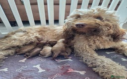 Cockapoo dogs for sale: Beautiful cockapoo puppies  - Image 6