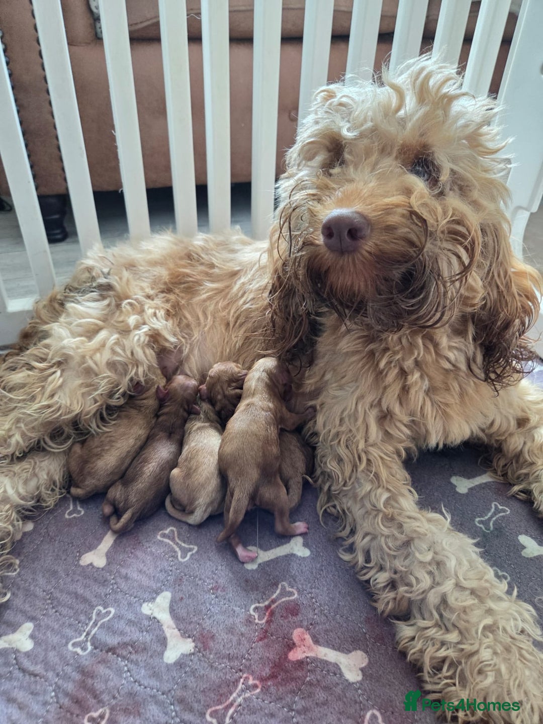 Cockapoo dogs for sale: Beautiful cockapoo puppies  - Image 6