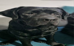 Labrador Retriever dogs for stud: Proven Fully DNA Tested for Stud in Harlow - Image 3