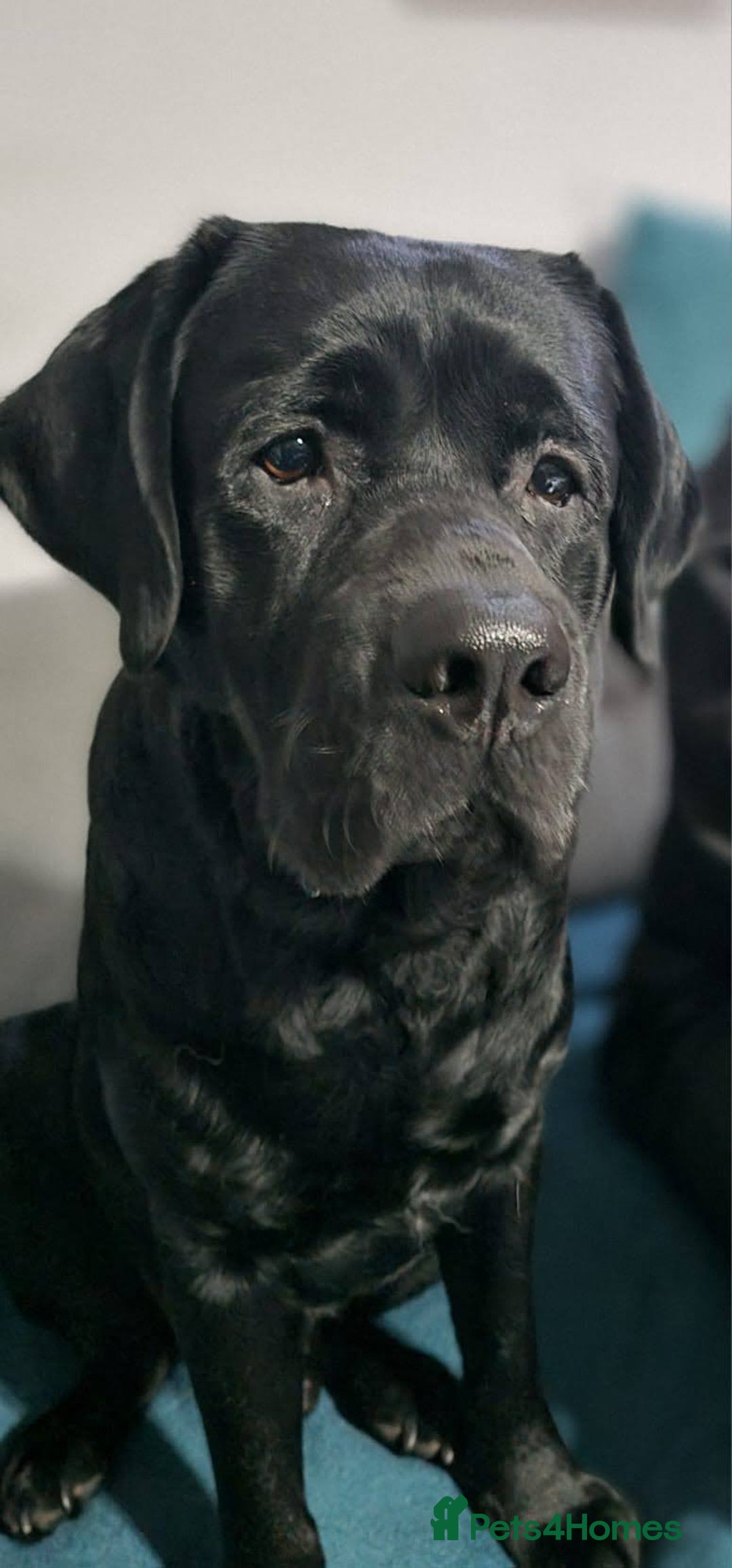 Labrador Retriever dogs for stud: Proven Fully DNA Tested for Stud in Harlow - Image 3