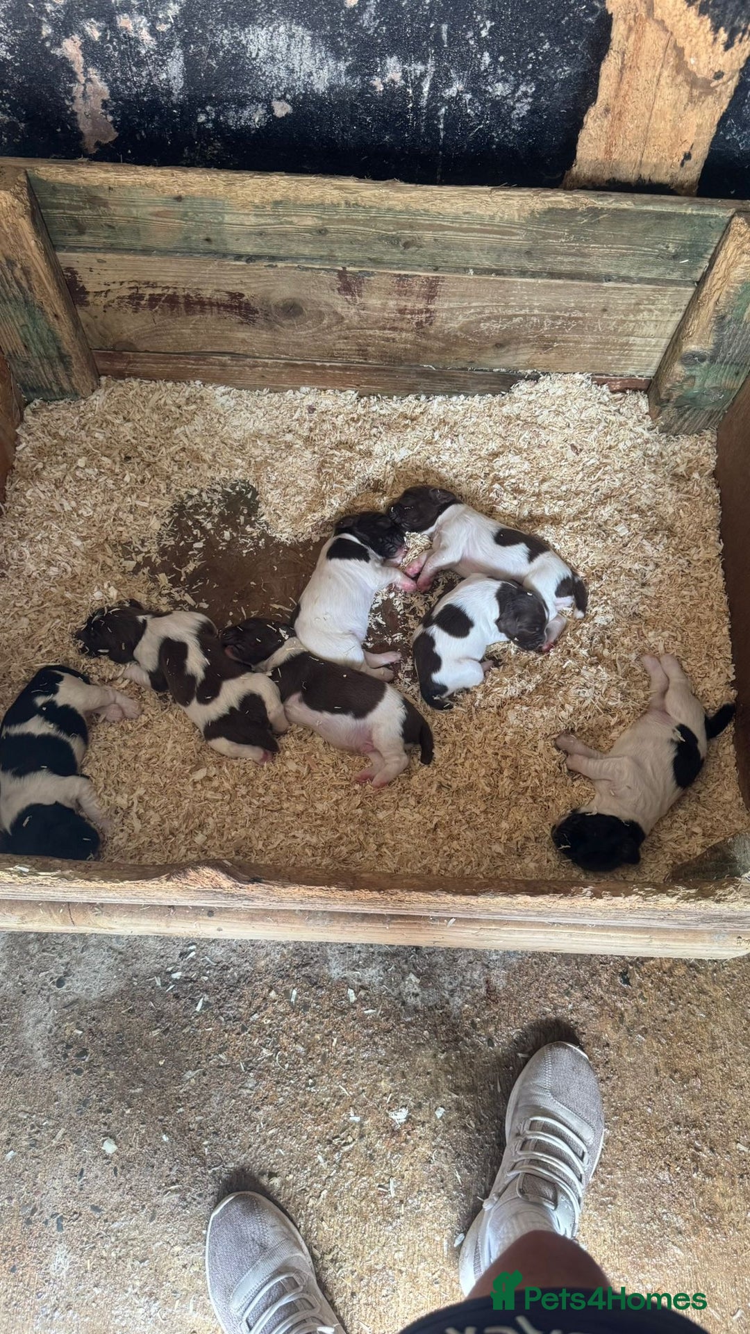English Springer Spaniel dogs for sale: Kc registered English springer spaniel  - Image 13
