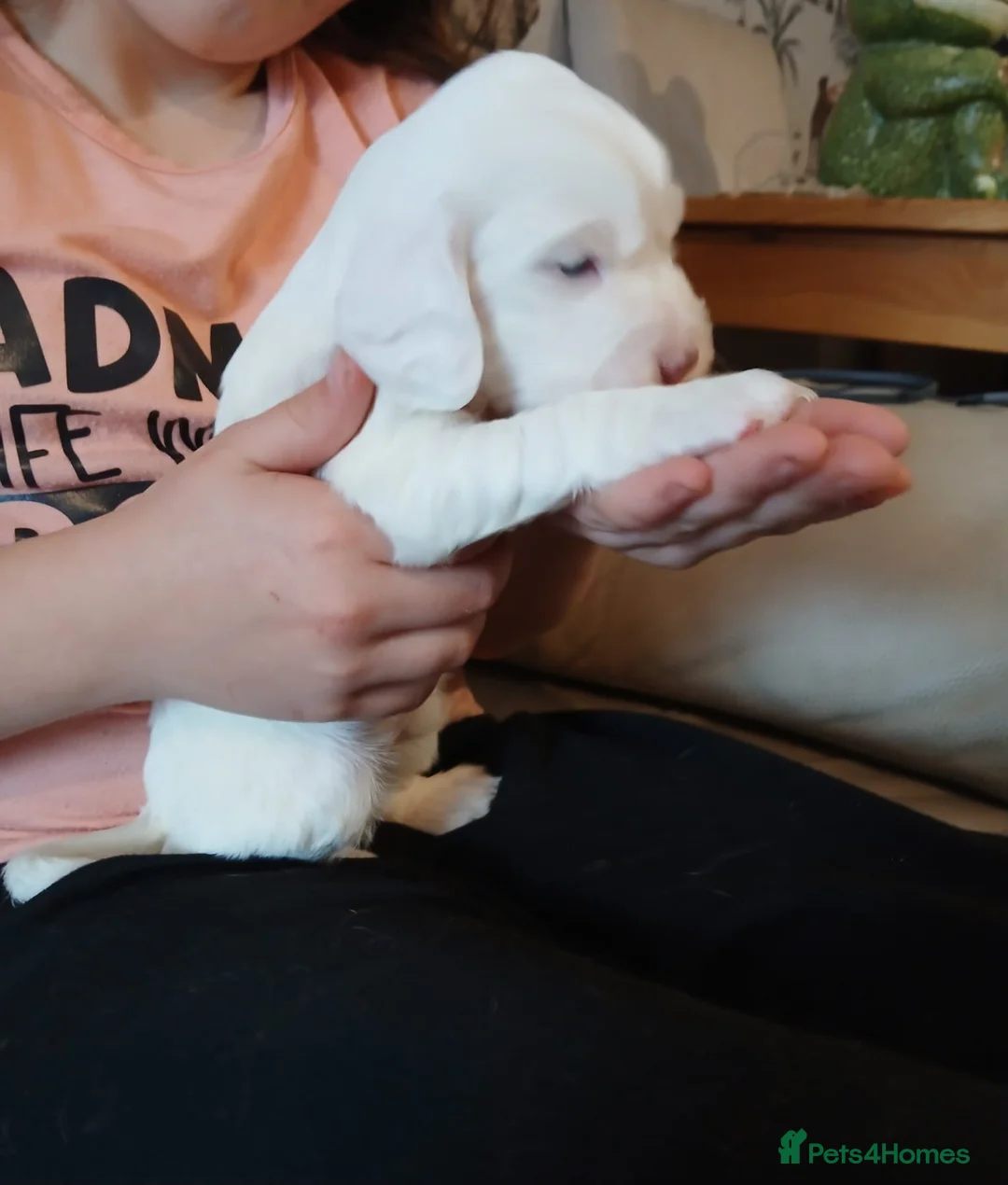 Cocker Spaniel dogs for sale: 1 beautiful  girl cocker spaniel left  - Advert 2