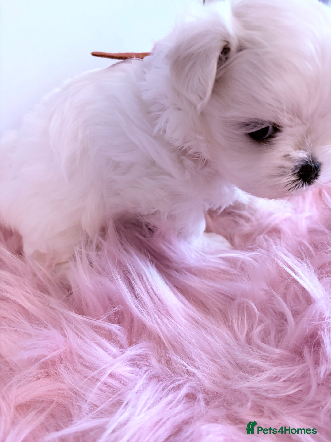 Maltese dogs for sale: ❤️🩵Full Korean Baby pups🩵❤️ - Advert 18