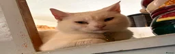 British Shorthair cats for sale: Smudge - Advert 3