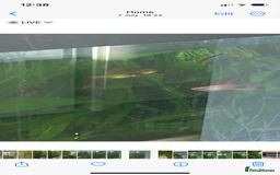 Platies fish for sale: Adult platte fish  - Image 3
