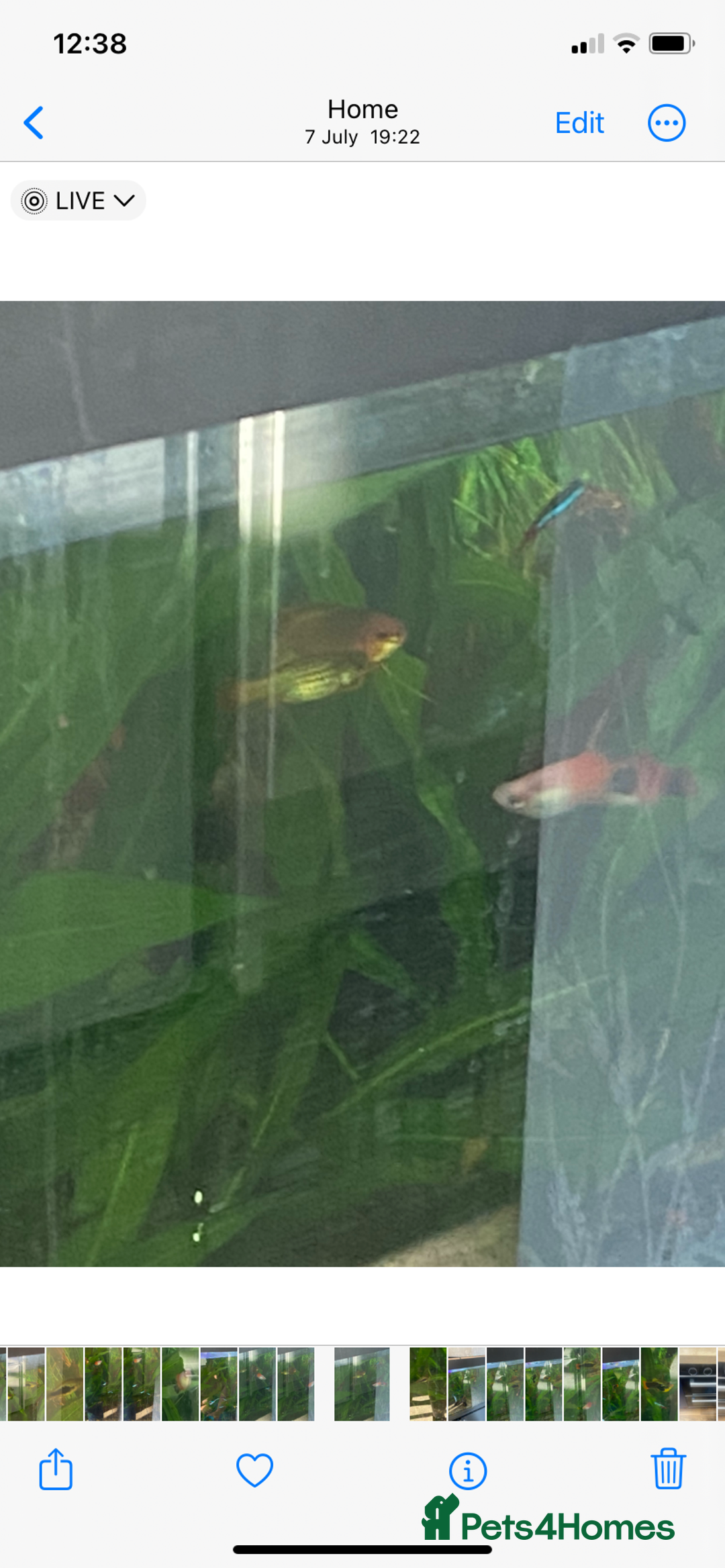 Platies fish for sale: Adult platte fish  - Image 3