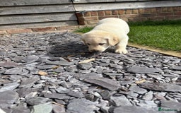 Labrador Retriever dogs for sale: ⭐️⭐️Stunning KC Reg Yellow Labrador Puppies⭐️⭐️ - Image 23