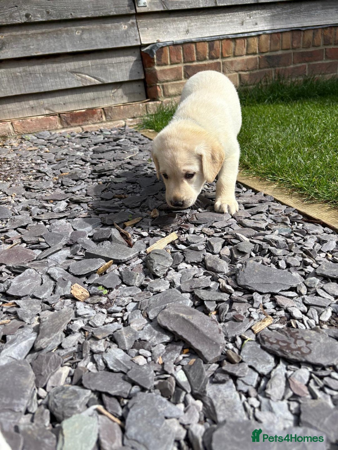 Labrador Retriever dogs for sale: ⭐️⭐️Stunning KC Reg Yellow Labrador Puppies⭐️⭐️ - Image 23