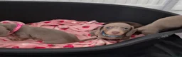 Miniature Dachshund dogs for sale: Miniature Dachshund Puppies for Sale 🐾 in Nottingham - Advert 5