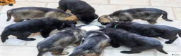 German Shepherd dogs for sale: Last 1 ** Elite Working GSDs – KC, Health Tested * - Advert 9