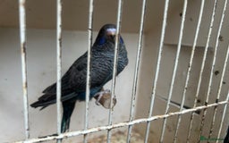Budgerigars birds for sale: Budgies for sale, black wings, all in good health  - Image 6