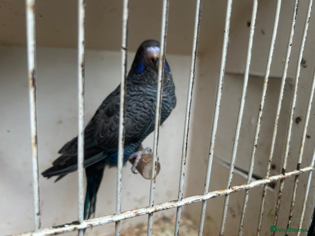 Budgerigars birds for sale: Budgies for sale, black wings, all in good health  - Image 6