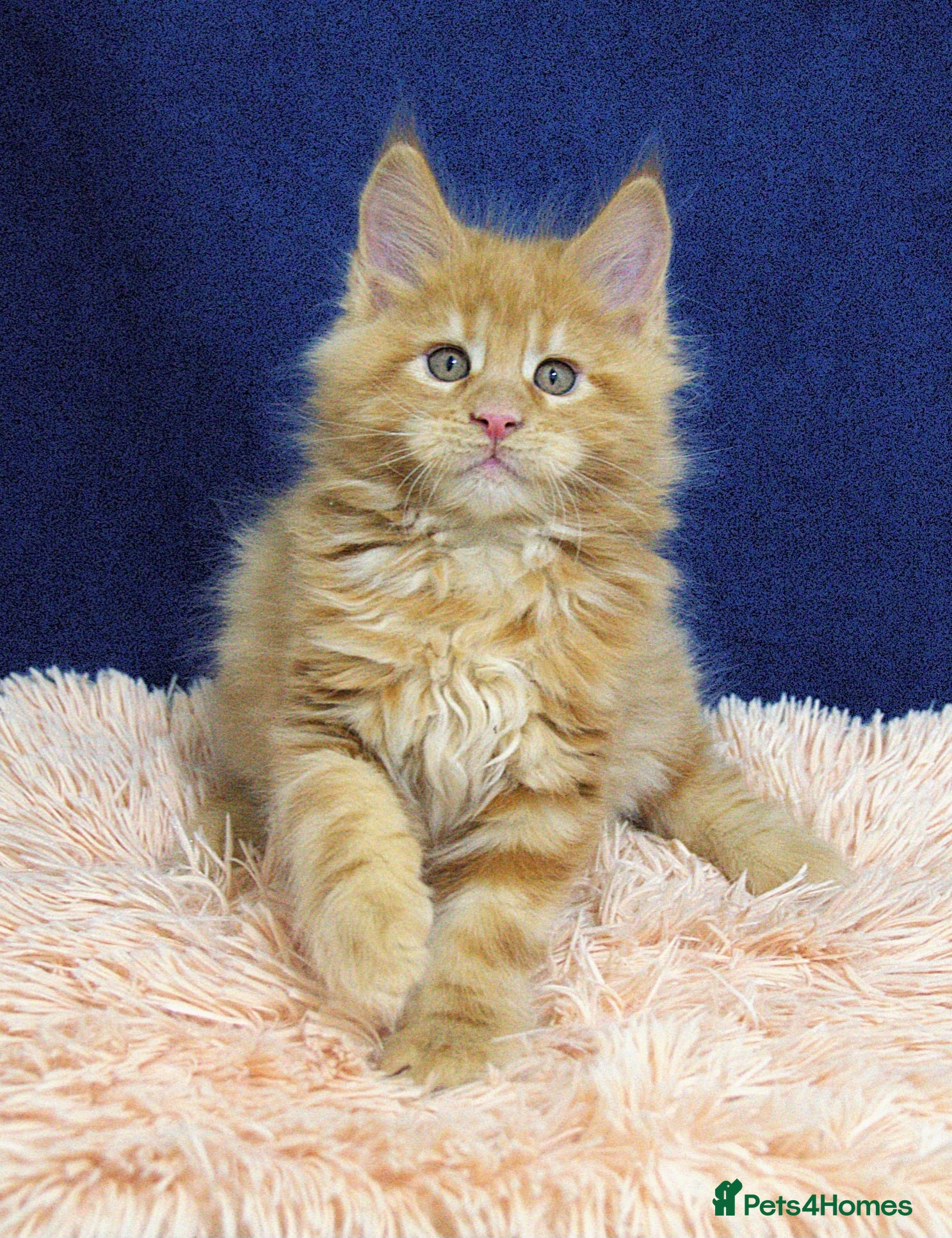 Maine Coon cats Affectionate pedigree boys  - Advert 15
