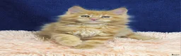 Maine Coon cats for sale: Affectionate pedigree boys  - Advert 1