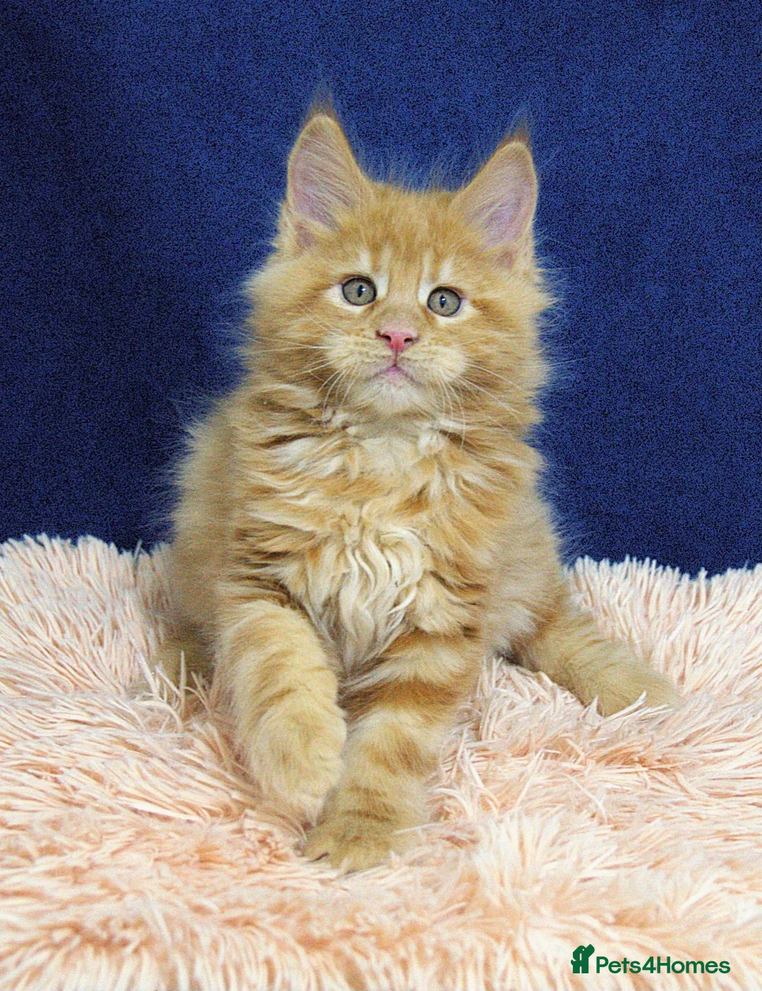 Maine Coon cats for sale: Affectionate pedigree boys  - Advert 1