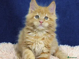 Maine Coon cats Affectionate pedigree boys - Advert 4