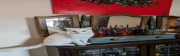 Mixed Breed cats for sale: Beautiful white kittens - Advert 12