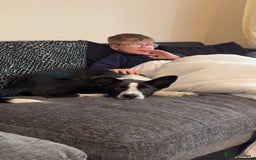 Border Collie dogs for sale: 7 month border collie - Image 3