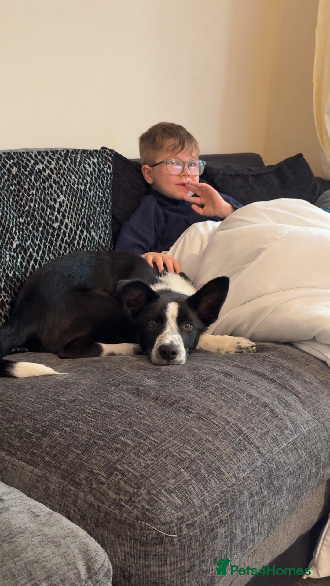 Border Collie dogs for sale: 7 month border collie - Image 3