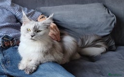Maine Coon cats for sale: Beautiful HIGH Black Smoke Female (Shaded Parents) - Image 4