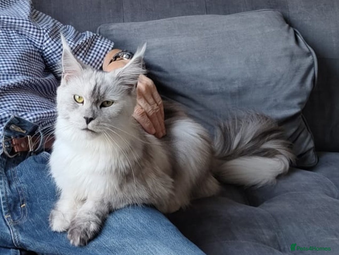 Maine Coon cats for sale: Beautiful HIGH Black Smoke Female (Shaded Parents) - Image 4