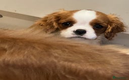 Cavalier King Charles Spaniel dogs for sale: KC Reg Health Tested Cavalier puppies  in Airdrie - Image 8