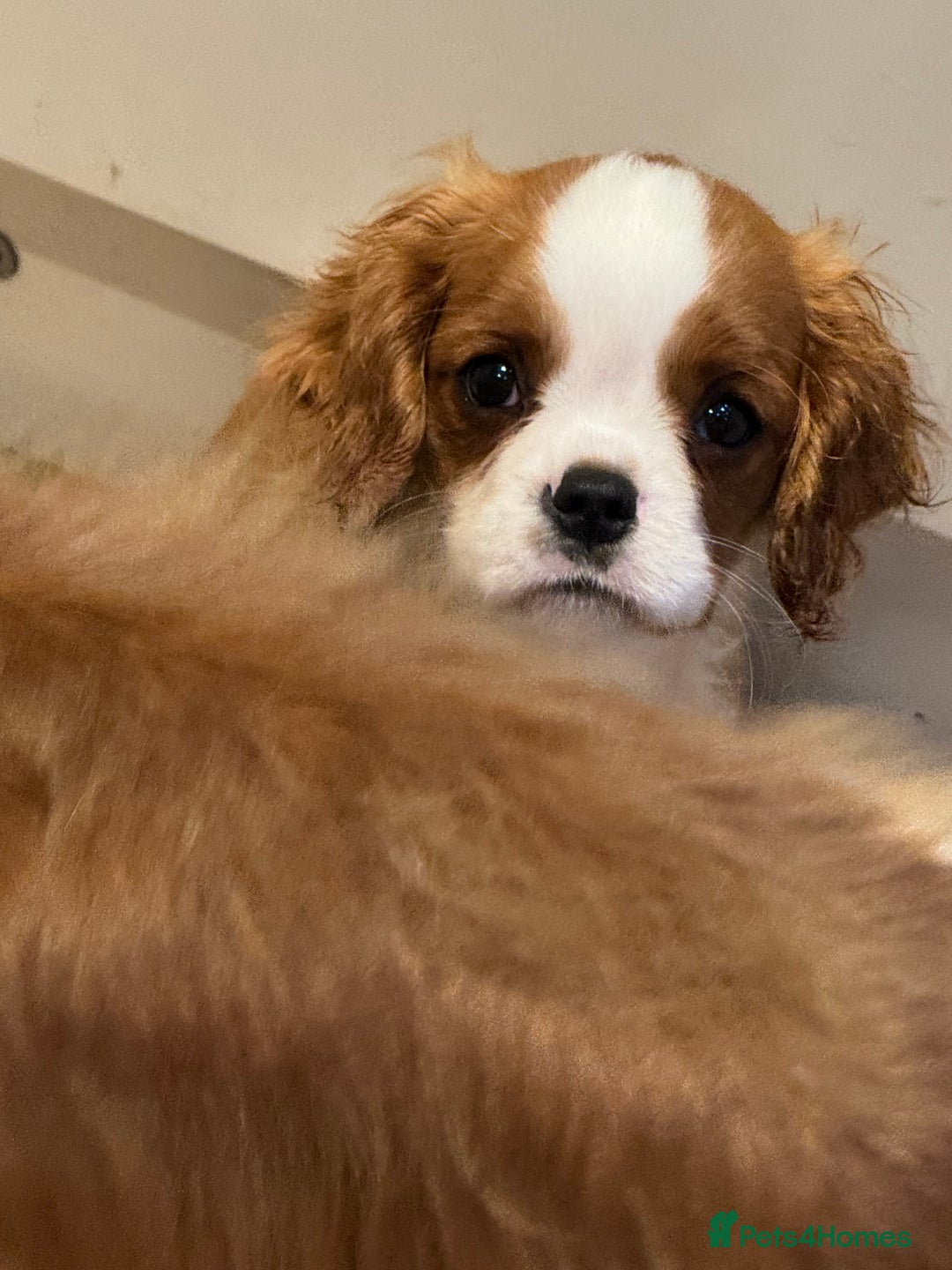 Cavalier King Charles Spaniel dogs for sale: KC Reg Health Tested Cavalier puppies  in Airdrie - Image 8