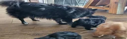 Pomapoo dogs for sale: Pompoo puppies for sale  in Washington - Advert 1