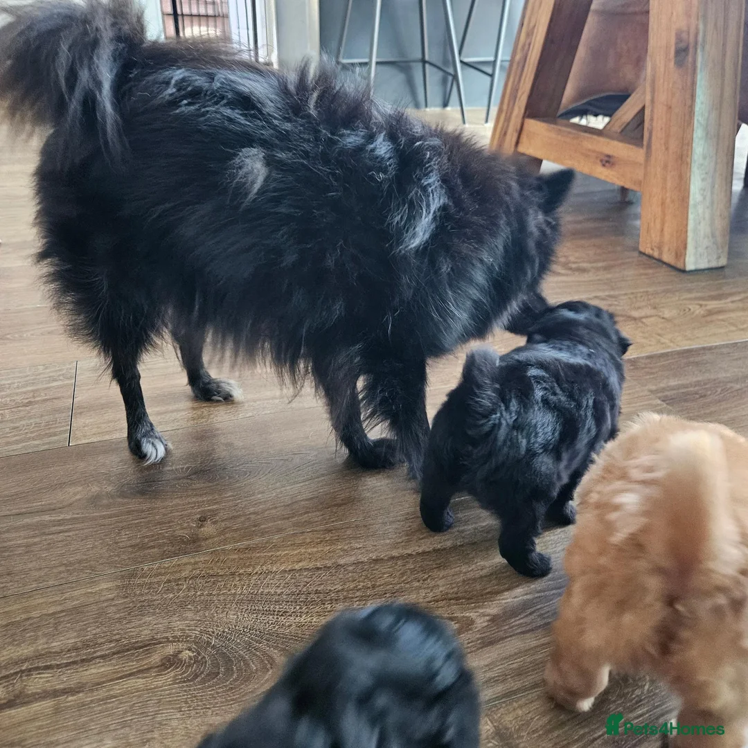 Pomapoo dogs for sale: Pompoo puppies for sale  in Washington - Advert 1