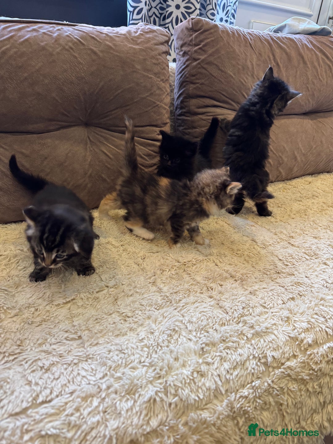 Mixed Breed cats for sale: kittens - Image 8