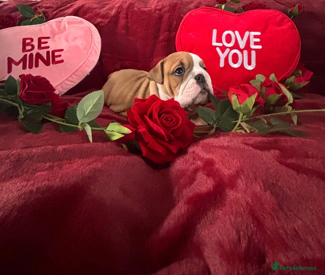 English Bulldog dogs for sale: Champion Sired KC Reg Bulldog Puppies  - Advert 11