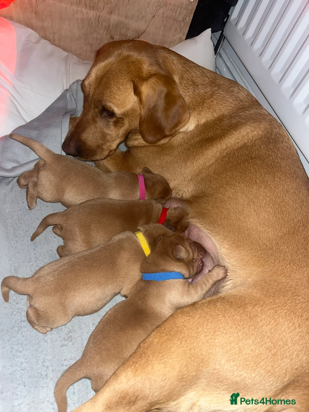 Labrador Retriever dogs for sale: 🌟 5 Star KC Registered FOX RED & YELLOW Labradors - Advert 9