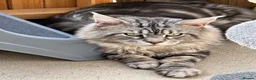 Maine Coon cats for stud: Maine coon stud cat - Advert 5
