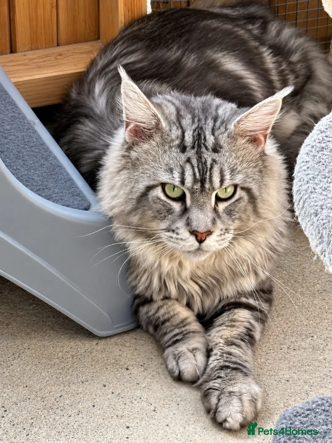 Maine Coon cats for stud: Maine coon stud cat - Advert 5