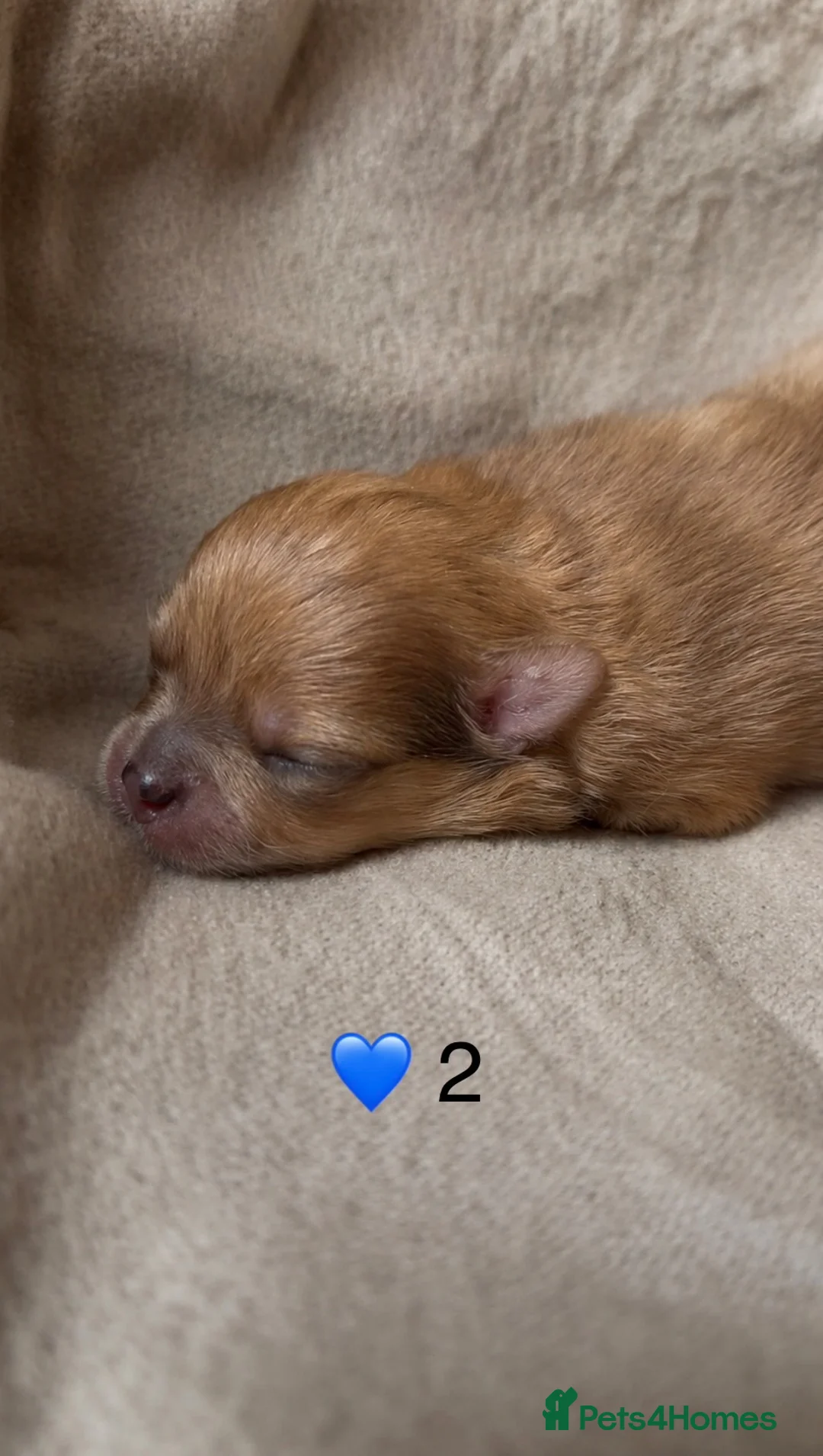 Pomeranian dogs for sale: Bear Type Pomeranian for sale  **  in Bromley - Advert 9