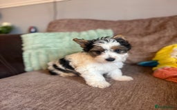 Biewer Terrier dogs for sale: 🐾Last Male Puppy Availavle- Meet Max!🐾 - Image 1