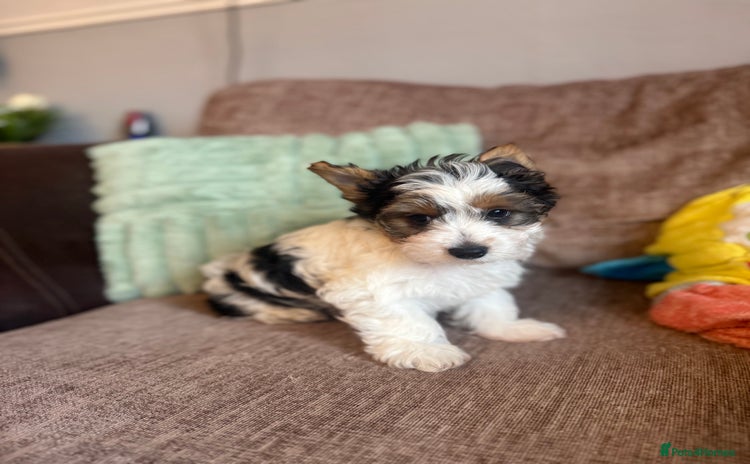 Biewer Terrier dogs - Advert 1