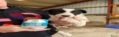 Welsh Collie 3 coconut milk white and black male  