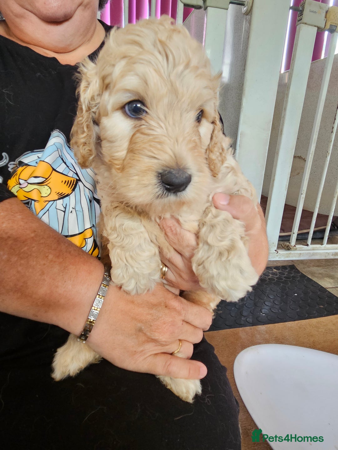 Double Doodle dogs for sale: FANTASTIC FOUR YORKSHIRE LADS  - Image 13