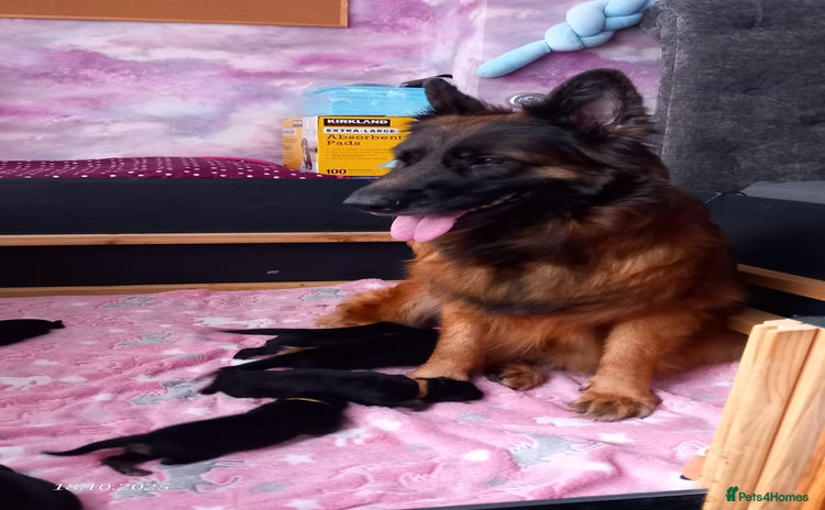 German Shepherd dogs - Advert 8