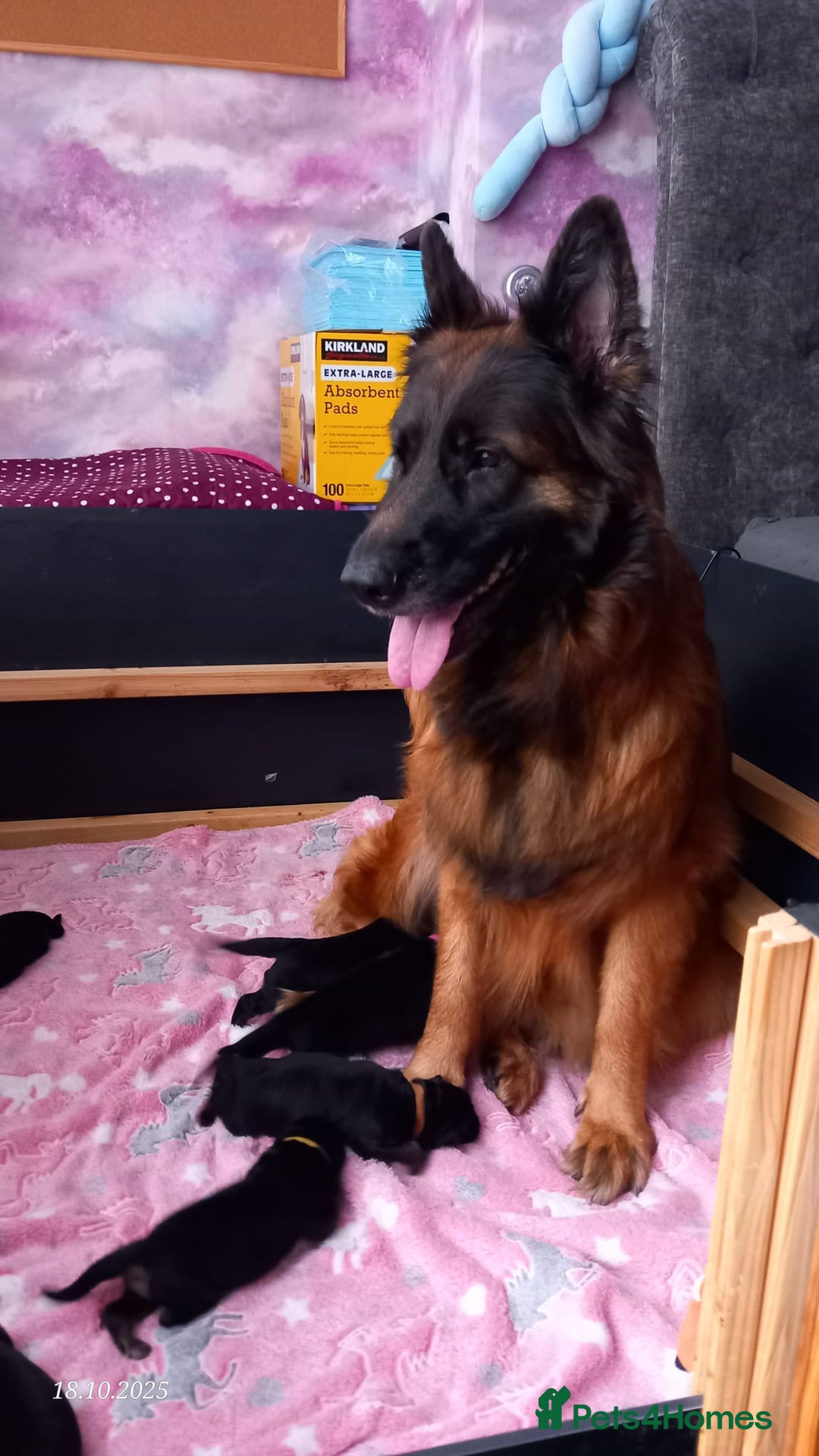 German Shepherd dogs for sale: Excellent Long-Haired German Shepherd Puppies. KC. - Image 1