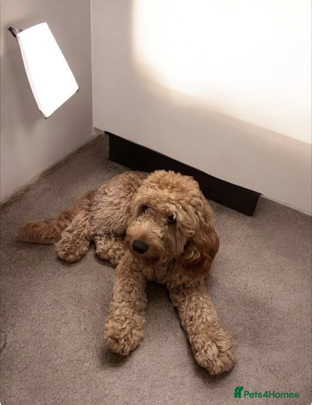 Cockapoo dogs Adorable cockapoo  - Advert 1