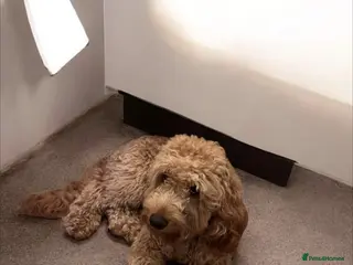 Cockapoo dogs Adorable cockapoo - Advert 2