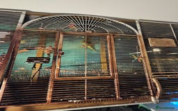 Parakeets birds for sale: Bonded Pair of Parakeets  - Image 6