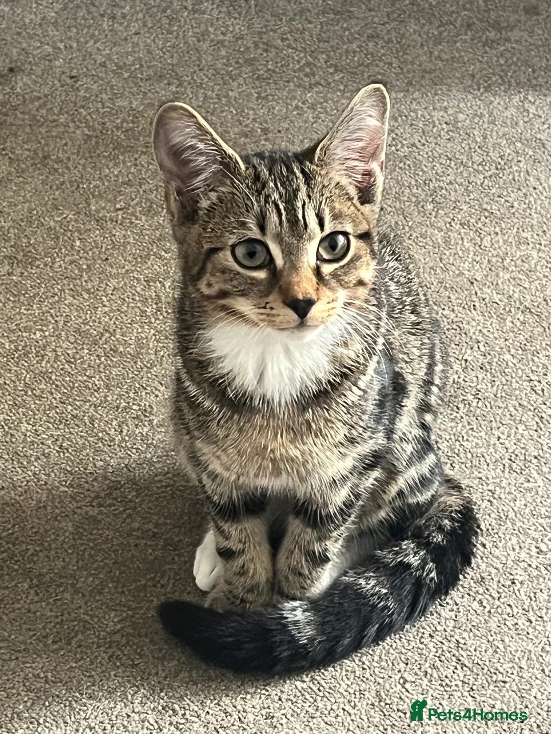 Mixed Breed cats for sale: 2 female cats for sale  - Advert 4