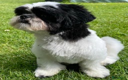Shih Tzu dogs for sale: Albert in Aylesbury - Image 7